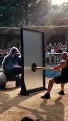 Bodybuilder vs 1 Gorilla Tug of War… 6 Seconds Later They’re EATING DIRT! 💪🦍😂