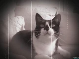 Mon gros chat, Patchou