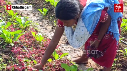 'ATM Farming Model' Transforms Lives Of Farmers In Naxal-Hit Dantewada
