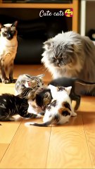 Cute Kittens Having Fun 🥰