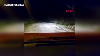 Adres Bartın: Yola inen bozayı ve yavruları görüntülendi