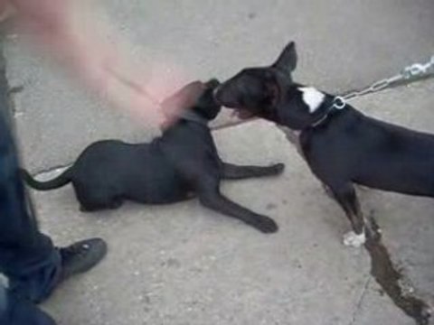 Stafforshire bull terrier/bull terrier