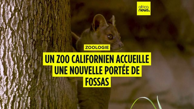 Un zoo californien accueille une nouvelle portée de fossas