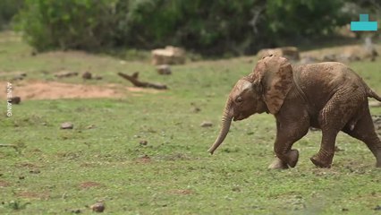 Baby Elephants Use Mom as an Umbrella in Adorable Addo Sighting