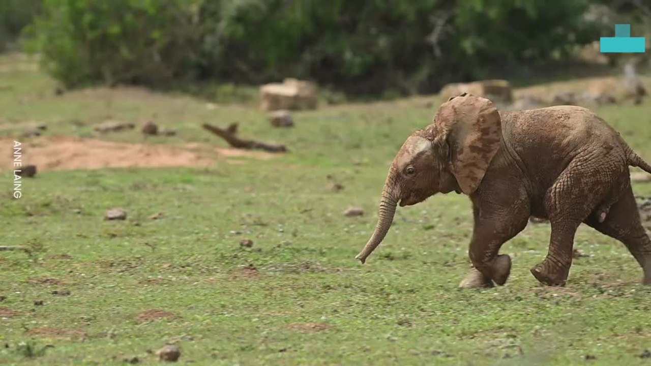 Baby Elephants Use Mom as an Umbrella in Adorable Addo Sighting