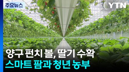 최북단 양구 펀치 볼, 딸기 수확 한창...스마트 팜과 청년 농부 / YTN