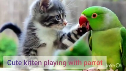 Pretty and cute cat playing with parrot.