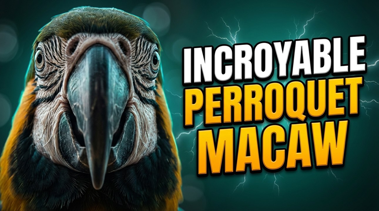 Top 5 des oiseaux les plus colorés du monde à voir absolument !