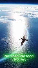 How This Bird Outflies Storms, Hunger, and the Entire Pacific Ocean