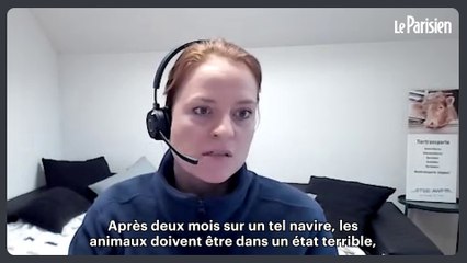« Des animaux morts jetés par-dessus bord : près de 3000 vaches piégées sur un bateau