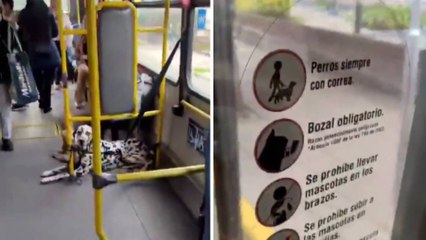 VIDEO | Conductor de Transmilenio detuvo su ruta para expulsar a pasajeros que iban con mascotas