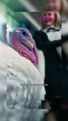 ترامب يمنح ديكين روميين "عفو رئاسي"!