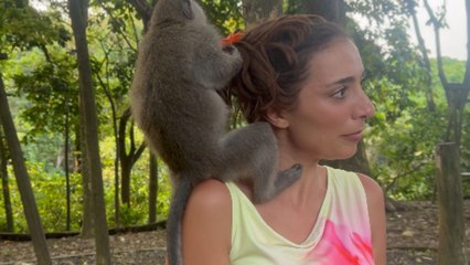 Jungle chaos: Two monkeys climb onto a girl and start bickering over her