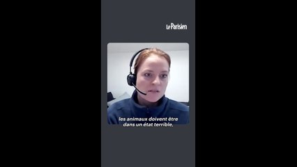 Le calvaire de 3000 vaches prisonnières d'un cargo pendant deux mois