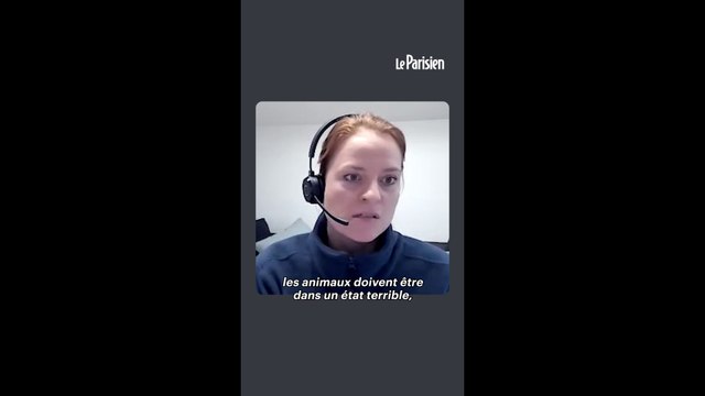 Le calvaire de 3000 vaches prisonnières d'un cargo pendant deux mois