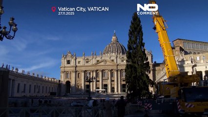 Il Vaticano accoglie un abete rosso di 27 metri in piazza San Pietro
