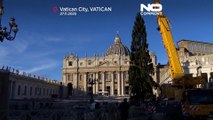 Le Vatican accueille un épicéa de 27 mètres sur la place Saint-Pierre