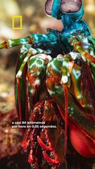 El animal que mide 8 centímetros y puede romper un cristal antibalas