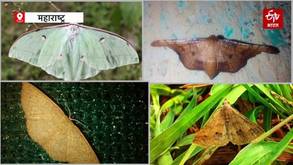 प्रकृति के सबसे जरूरी कामगार, कीट-पतंगों से चलता है प्रकृति का कारोबार