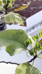 Figs Are Growing Again on My Terrace Plant
