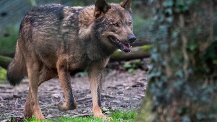 “El principal enemigo es el ser humano”: expertos alertan sobre la extinción del lobo ibérico en Sierra Morena