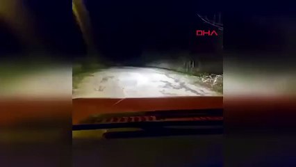 Anne ayı ve yavruları böyle görüntülendi