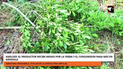 Análisis el productor recibe menos por la yerba y el consumidor paga más en góndola.mp4