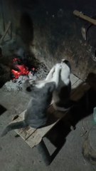 #funny video #shortvideo #viralvideo #funnyadda#