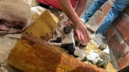 Detenidos por maltrato animal en La Plata y ocho perros en condiciones extremas