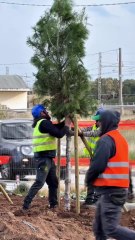 Leccese - Sono iniziate le piantumazioni dei primi 200 pini (27.11.25)