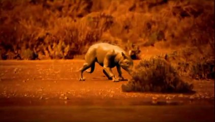 Evolutions - Ep 1 The Whale With Legs 2008