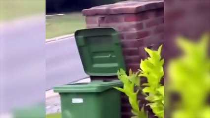 Un vecino del barrio Los Castores en Nordelta sale con un palo a espantar y pegarles a los carpinchos