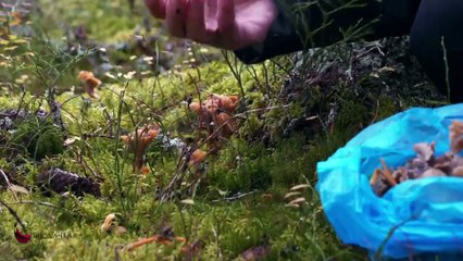 Buona Terra, puntata interamente dedicata ai funghi: dai Nebrodi alle Madonie