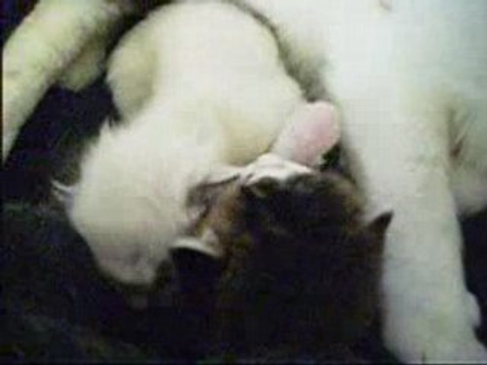 chats