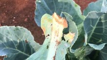 Cabbage butterfly larva