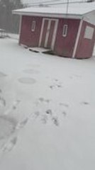 Dog Knocks Kid Over In Snow