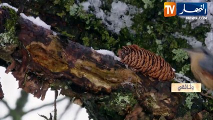 وثائقي: تأمين الغذاء في البرية.. مهمة شتوية صعبة