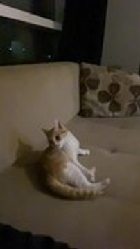 Cat Playfully Ambushes Man in Hilarious Back-And-Forth Moment