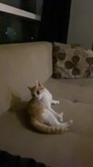 Cat Playfully Ambushes Man in Hilarious Back-And-Forth Moment