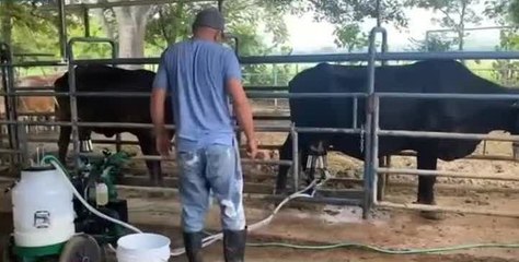 Ganaderos piden al Meduca comprar leche nacional para cremas en Bocas del Toro