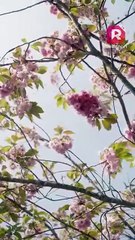 Mated to My Brother-in-Law Alpha Ep1-18 | ReelShort