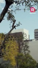 The Billionaire's Virgin Surrogate EP1-8 | ReelShort