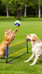 who will win the game_ #cat #dog #entertaininganimals #funnyvideos #short