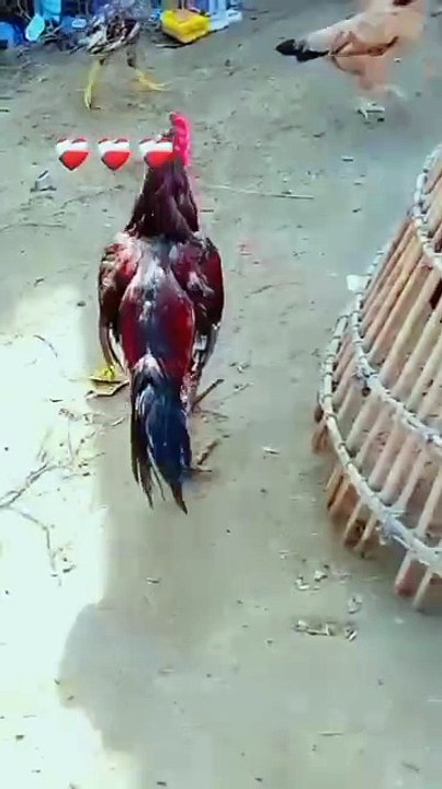 Aseel jora chaik karo