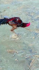 Aseel murgha dekho ksa hai