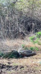 Indian rock python swallows an Indian peafowl 🔥