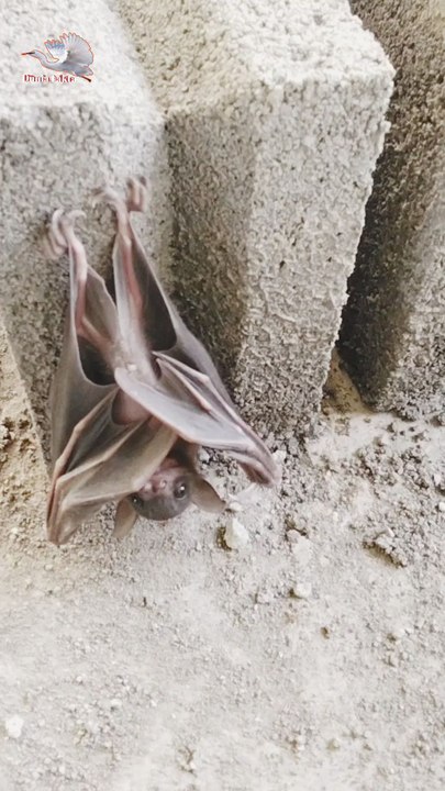 "It turns out that bats have their feet upwards when they are sleeping."