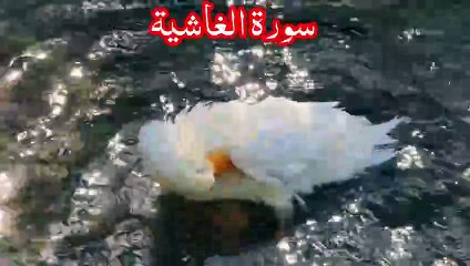 Surah Al-Ghaashiyah Tilawat | Powerful Recitation | سورة الغاشية Abbasi Studio