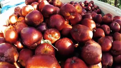 Ear To The Ground S33E04