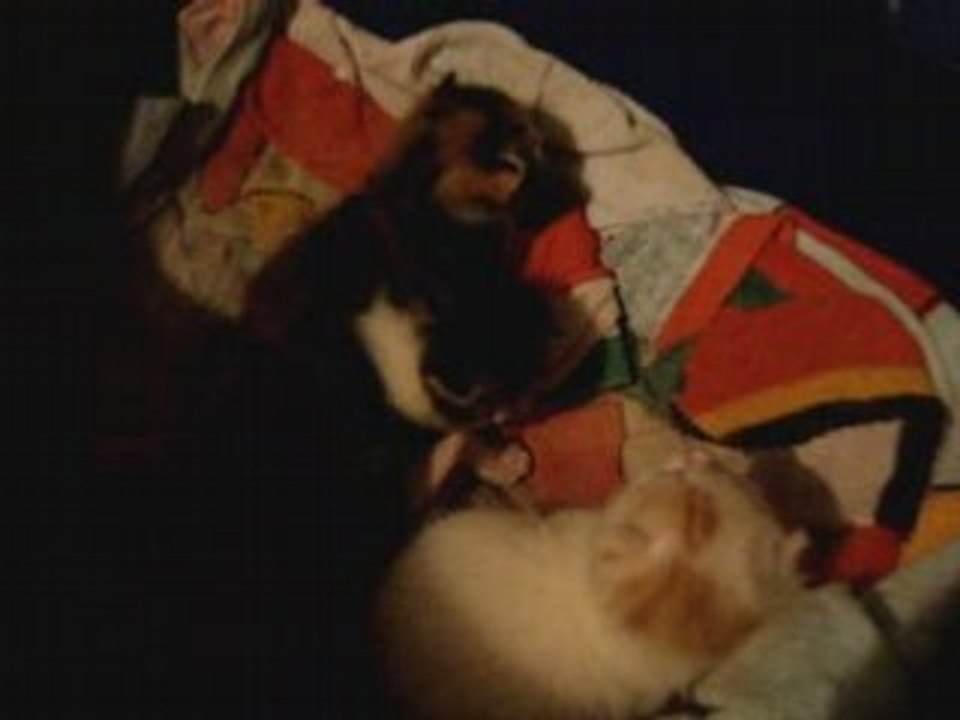 Ptits chatons!